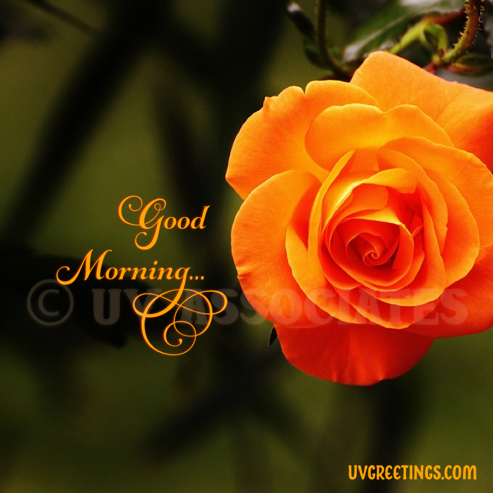 Beautiful Roses For A Beautiful Morning Uvgreetings