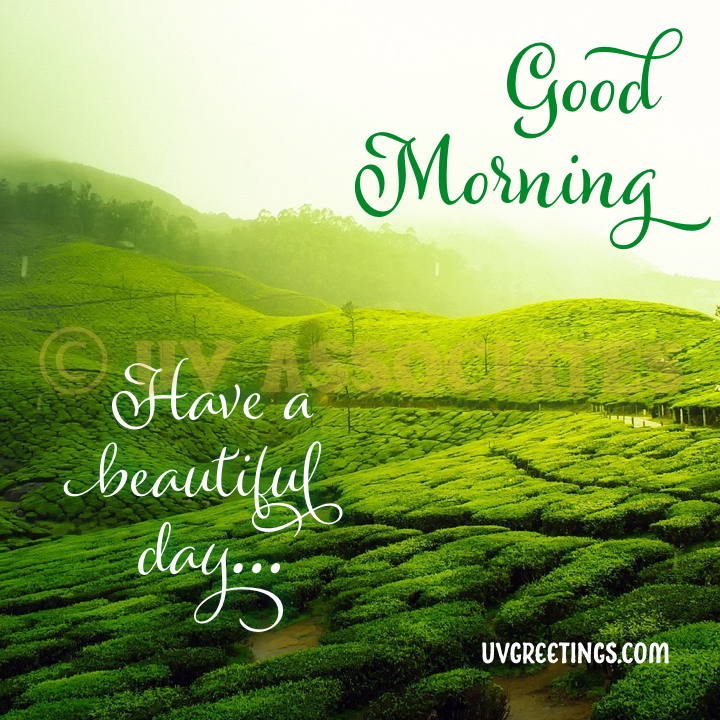 Tea Plantation, Good Morning image goes green 