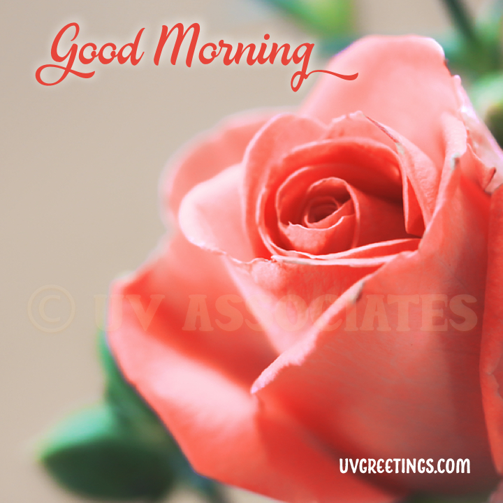 good morning beautiful rose