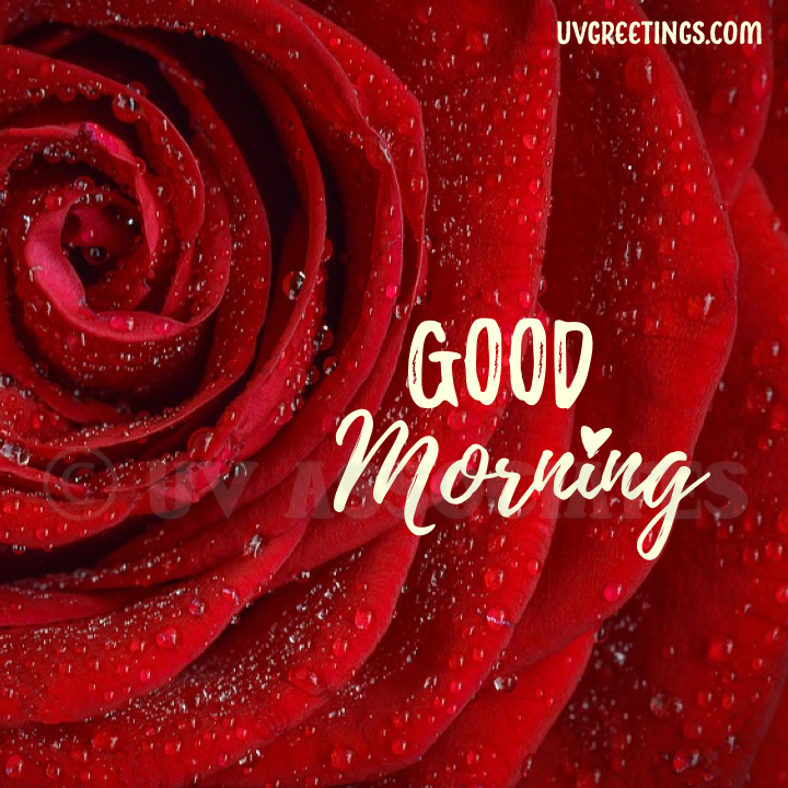 good morning images with red roses