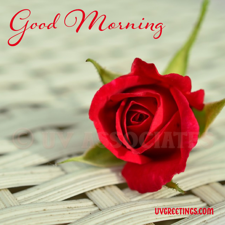 Solo Red Rose - Good Morning Image