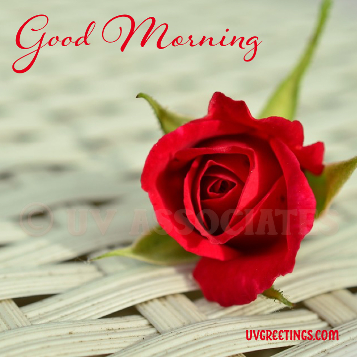 good morning images with red roses