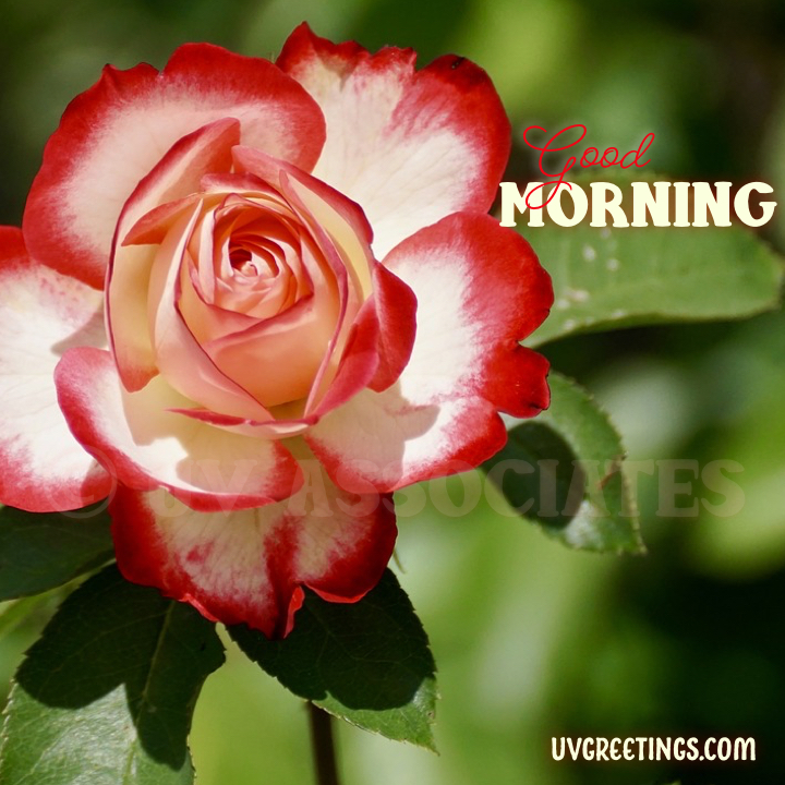 good morning red flower