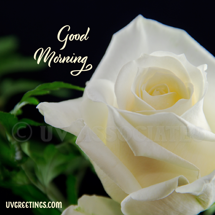 Good morning shop white rose