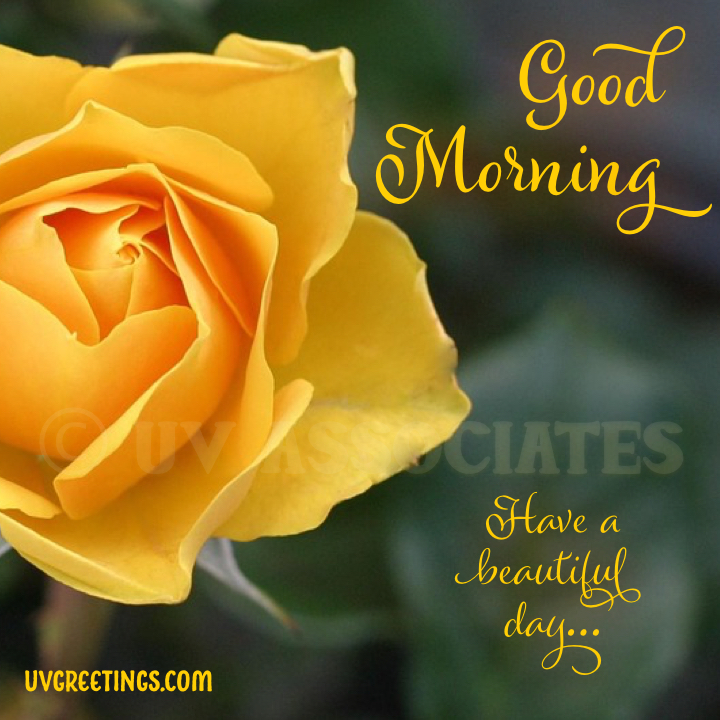 Deep Yellow Rose - Good Morning Image