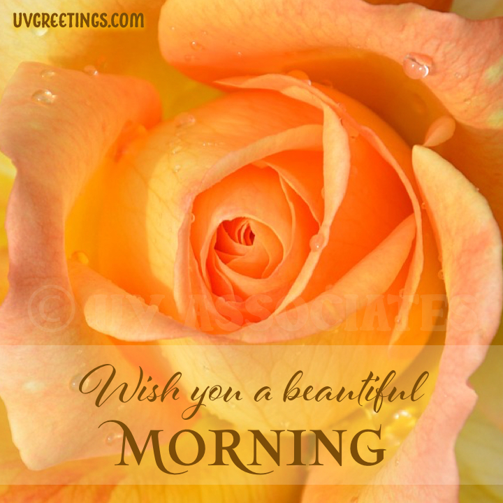 Yellow orange rose close up - Good Morning Image