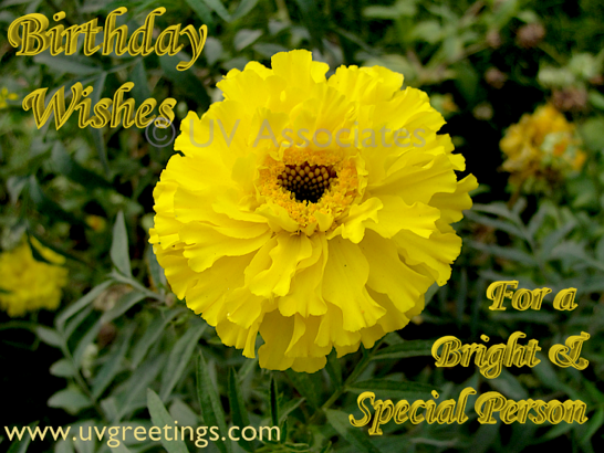 Ecard Bright Yellow Flower - Special Person