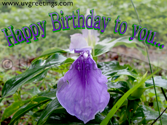 Simple and Bright Birthday ecard with purple flower 