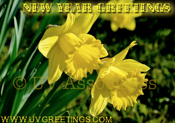 New Year Greetings - Bright Yellow Flowers to wish bright new year 