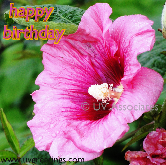 Ecard for wishing Birthday - Raindrops on Bright Pink Flower