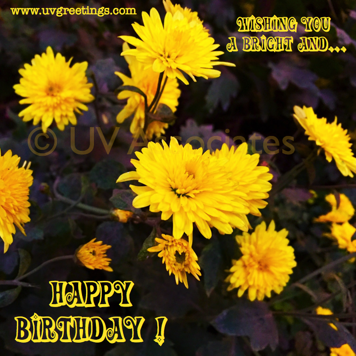 Bright yellow flowers for wishing Happy B'day