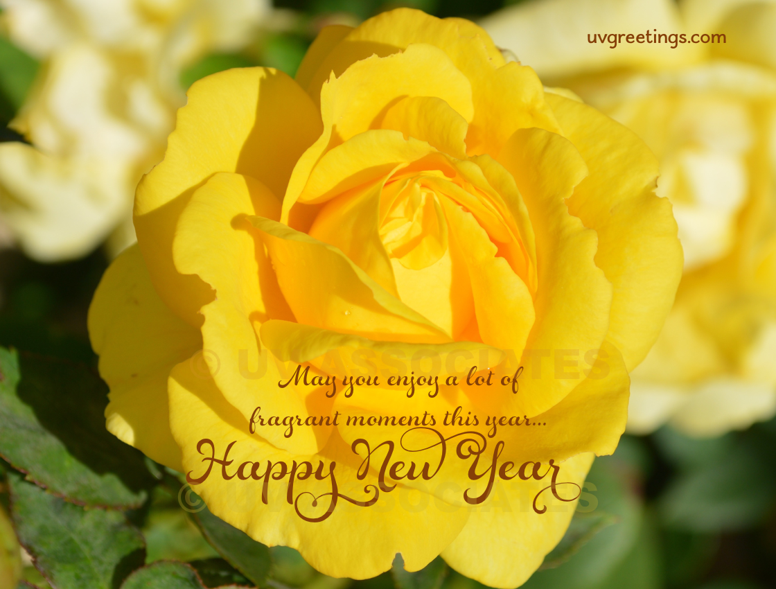 Bright Yellow Rose for Wishing for Fragrant Moments