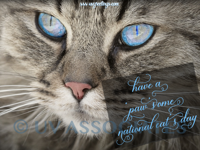 Paw-some National Cat Day - Stunning Blue eyes