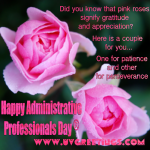 Pink Roses for Gratitude and Appreciation on Admin Pro Day