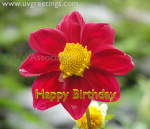 Birthday ecard with bright Yellow Red Flower and yellow outlined 3d text